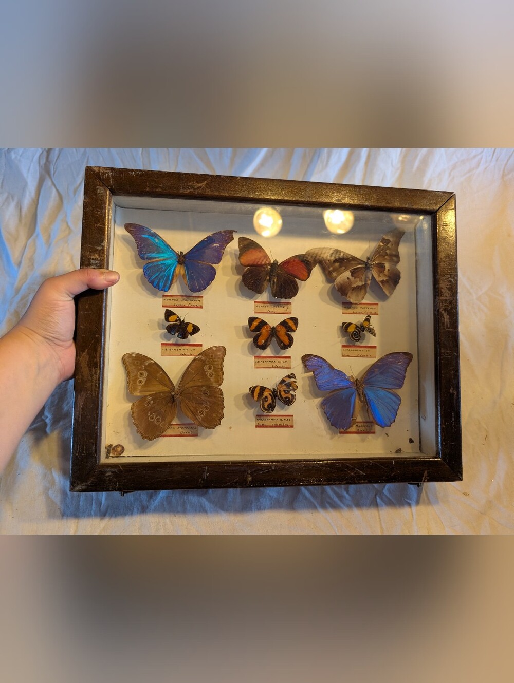 Vintage Blue and Brown Framed Butterfly Display